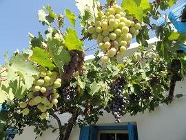 Timpaki or Timbaki, Crete, Timpaki Kreta