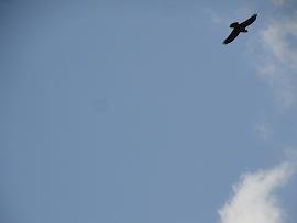 Farmakokefalo, Crete, Kreta