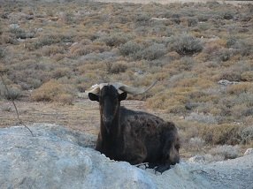 Frangokastello, Frangokastelo, Crete, Kreta.