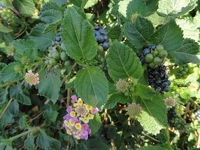 Plaka, Almyrida, Almirida Beach, Kreta, Crete