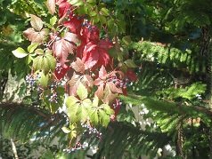 Likotinara, Crete, Kreta