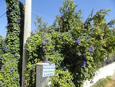 Lagos Taverna, Almyrida, Crete, Kreta