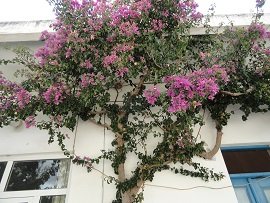 Lapithos, Crete, Kreta