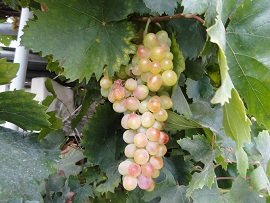 Hrisopigi, Crete, Kreta