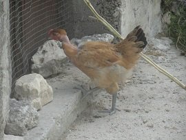 Kastellos, Crete, Kreta