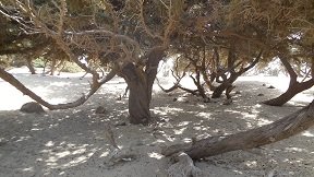 Kedrodasos Beach, Crete, Kreta