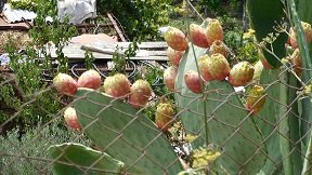 Apoini, Crete, Kreta