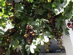 Chondros, Kreta, Crete.