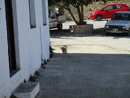 Vori, Lassithi, Kreta, Crete.