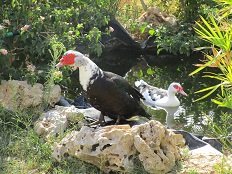 Tsoutsouros, Crete, Kreta