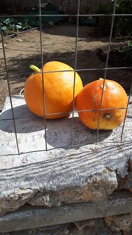 Ziros, Lasithi, Kreta, Crete