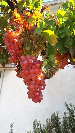 Ziros, Lasithi, Crete