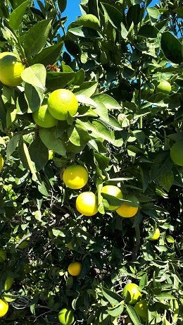 Lefkochori, Lefkohori, Heraklion, Crete