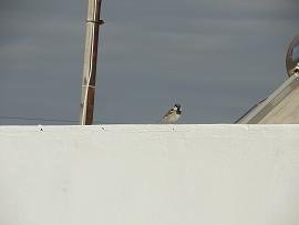 Milos, Soultana Apartments, Rooms and Studios in Pollonia