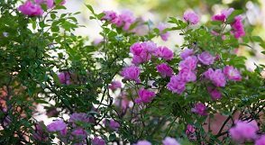 Parga, Greece, Griekenland