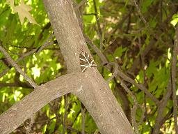 Rhodes Valley of the butterflies, Rhodos vlindervallei
