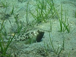 Kerveli beach, Samos