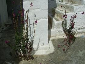 Samos, Chora, Hora
