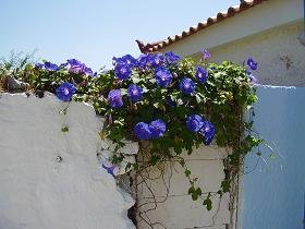 Samos, Karlovassi