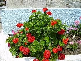 Samos, Mili, Myli