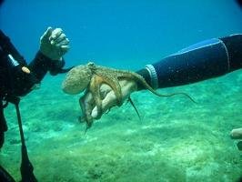 Samos Dive Center