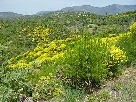 Samos, Spatharei