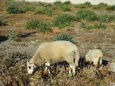 Molos beach, Magazia beach, Skyros