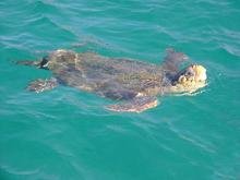 Zakynthos by Exensian Villas & Suites